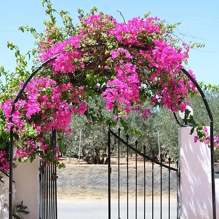 Aparthotel Alex Home Apartments Hersonissos (Crete)